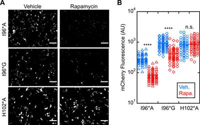 Enhancing response of a protein conformational switch by using two disordered ligand binding domains